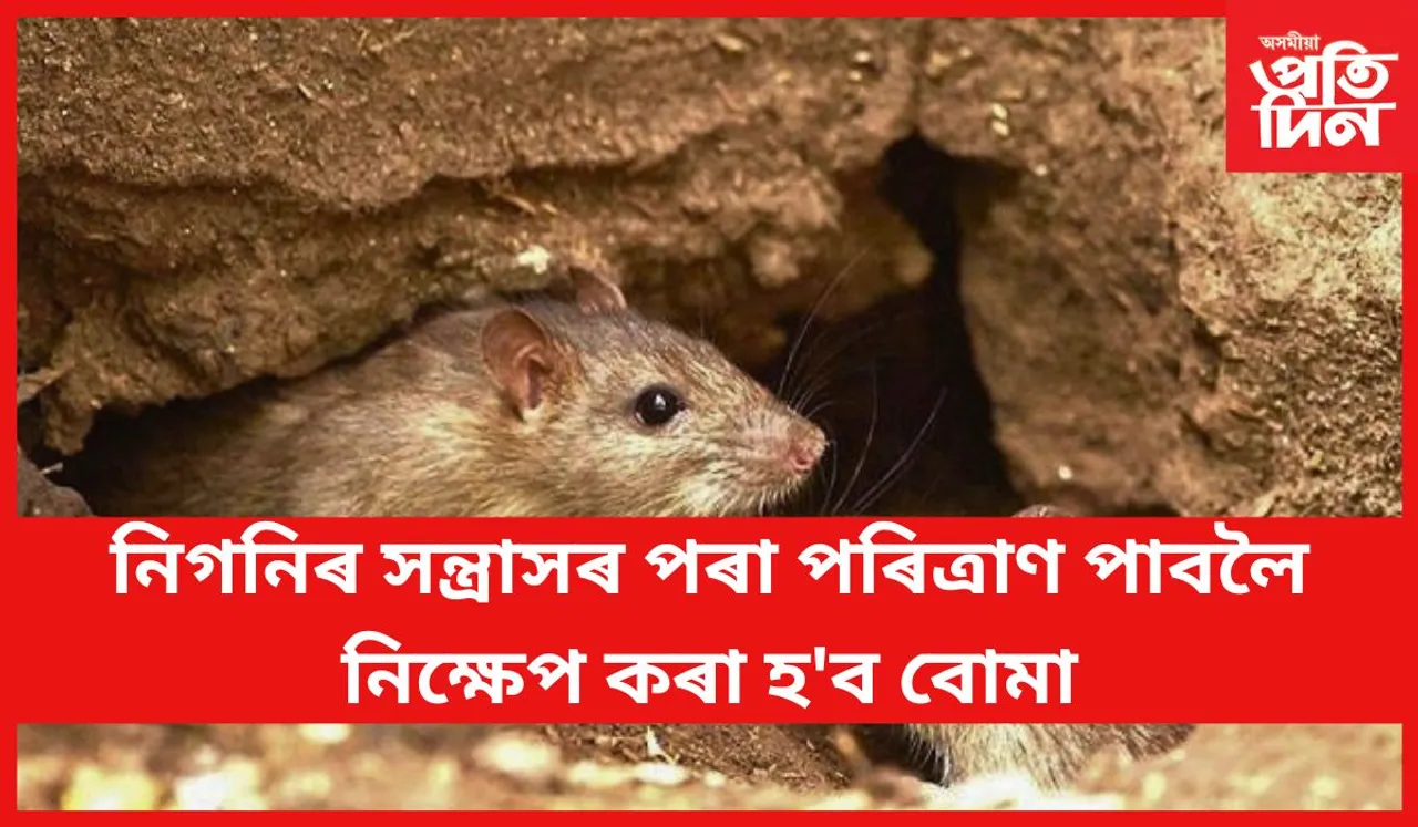 আপুনিও নিগনিৰ উৎপাতত অতিষ্ঠ যদি এই বিষয়ে জানি লওঁক 